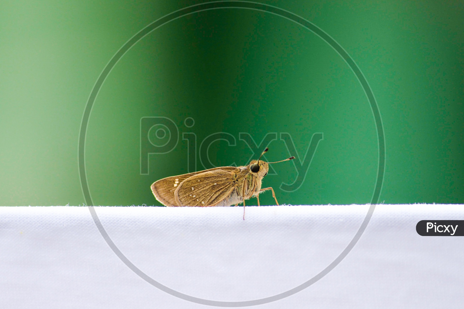 Brown insect