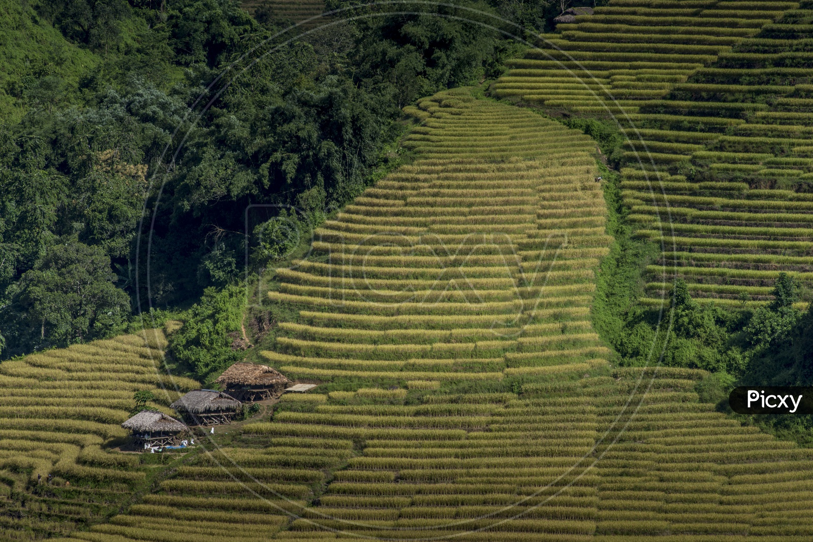 Agriculture Fields in Aalo to Pasighat, Arunachal Pradesh
