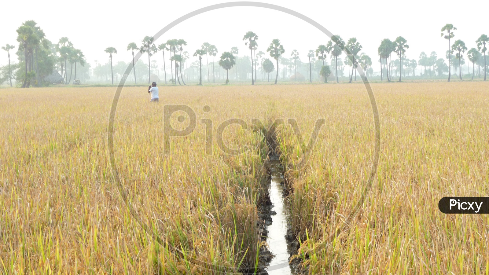 Farmer in Agriculture Fields