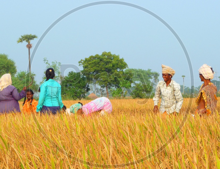 Lady Farmers working in Agriculture Field