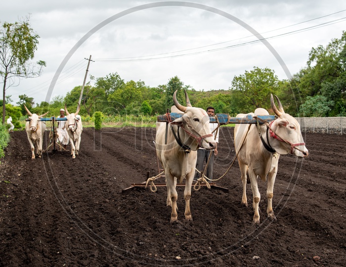 Bullocks used for farming fields in Maharashtra