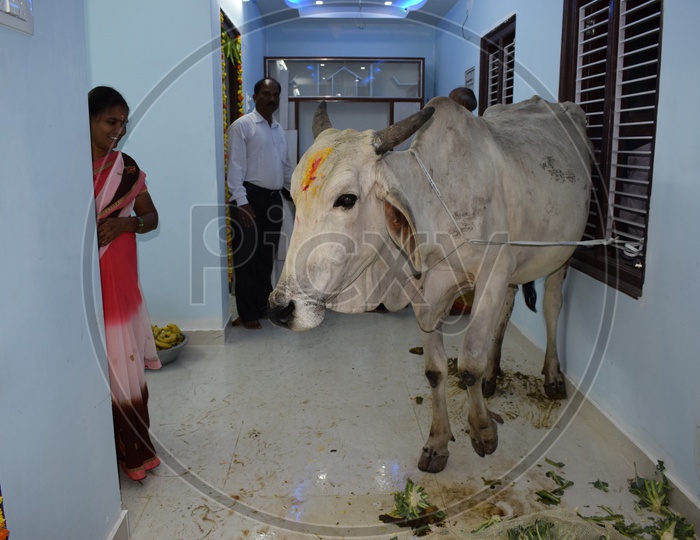 cow in house warming