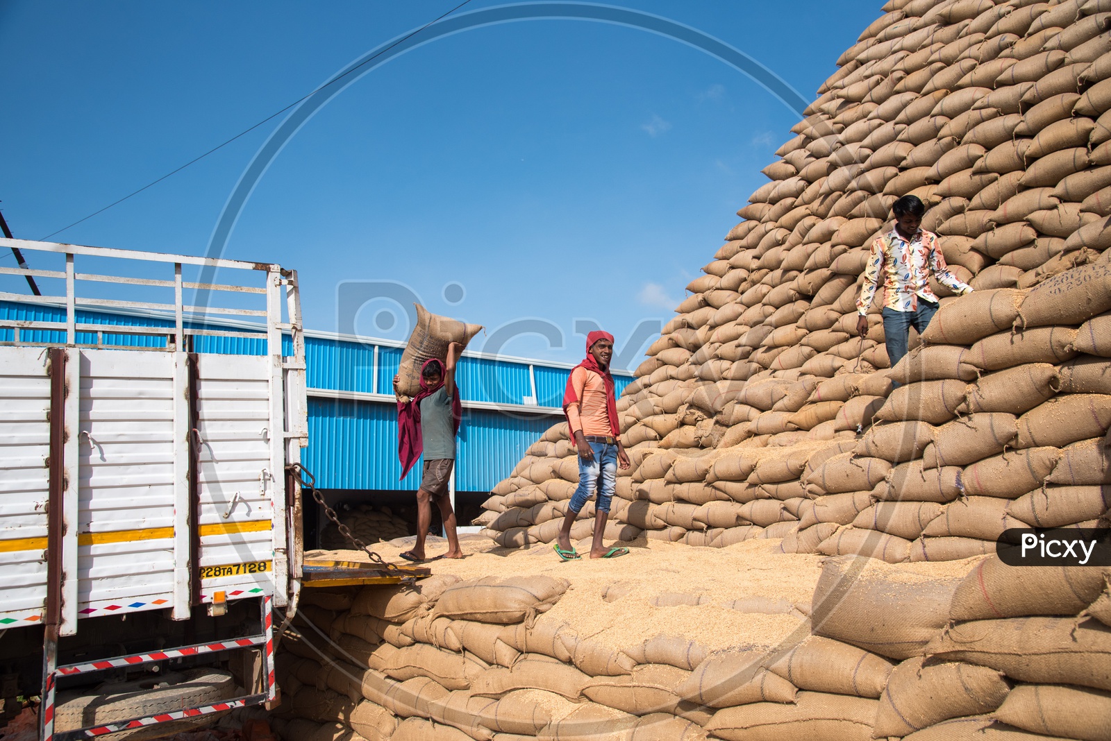 Loading Rice Bags onto Trucks