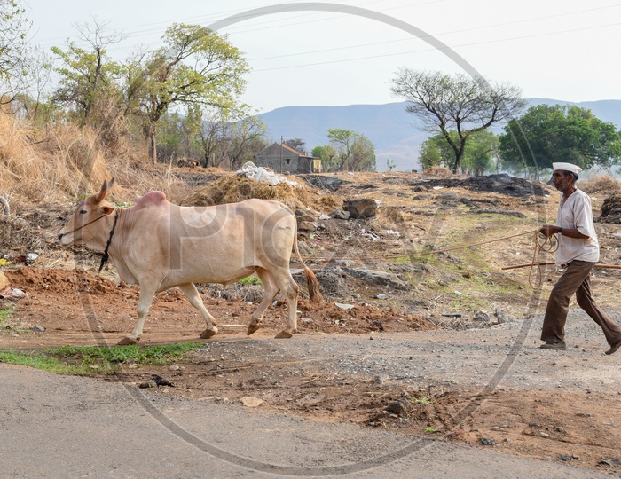 Farmer with Bullocks in Village in Maharashtra