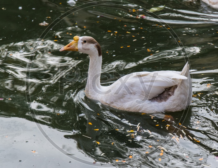 Duck in Mumbai.
