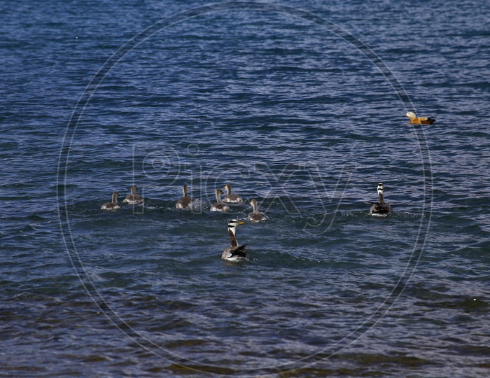 Ducks in Pangong Lake