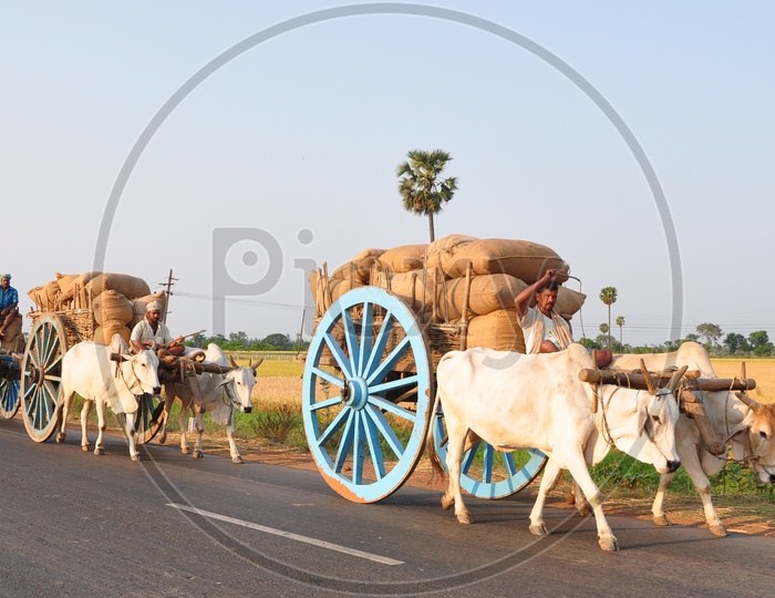 Indian Farmer on bullock cart with his Farm load