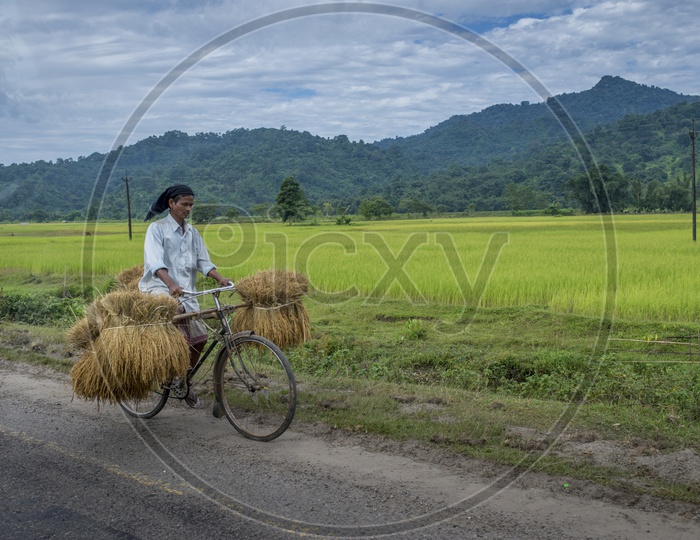 Farmer carrying paddy on Cycle in Assam