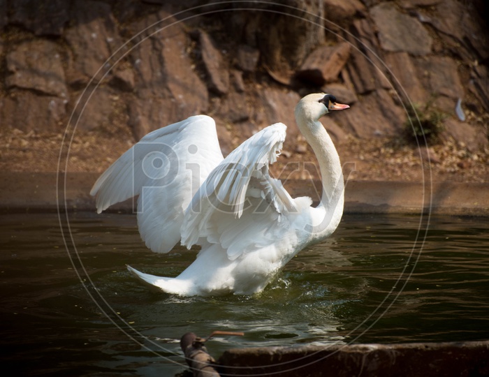 Wide open wings of Mute Swan