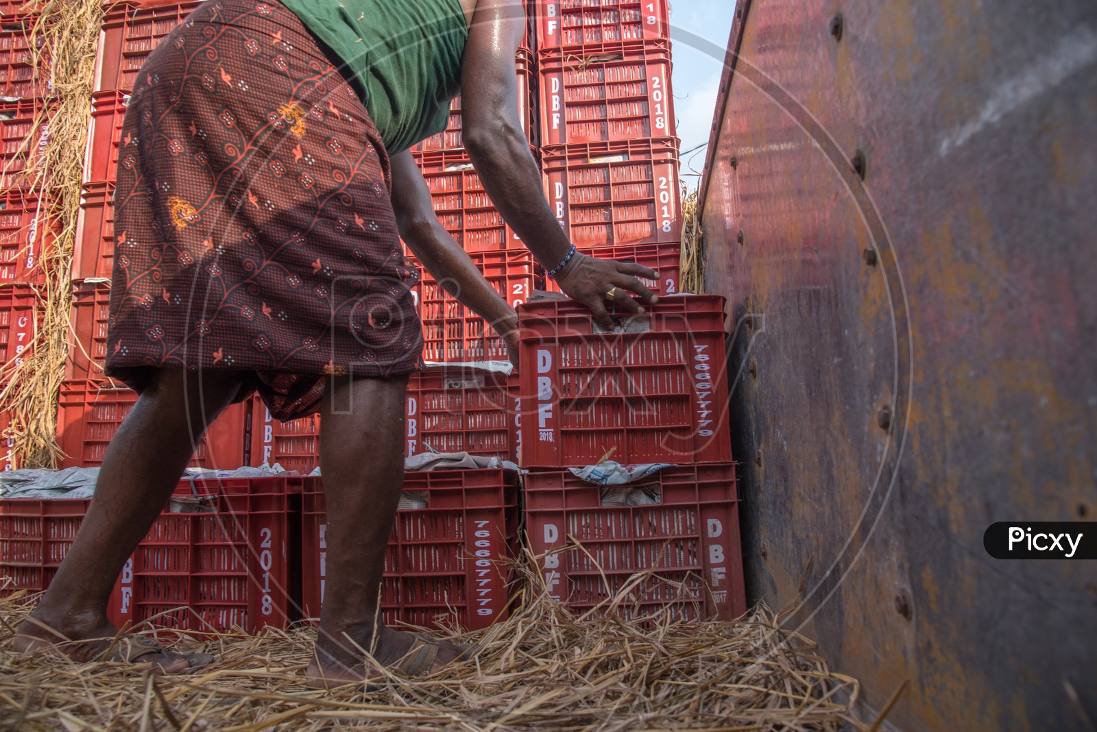 Mangoes stuffed in baskets are being loaded in a Lorry for Export to States across India.