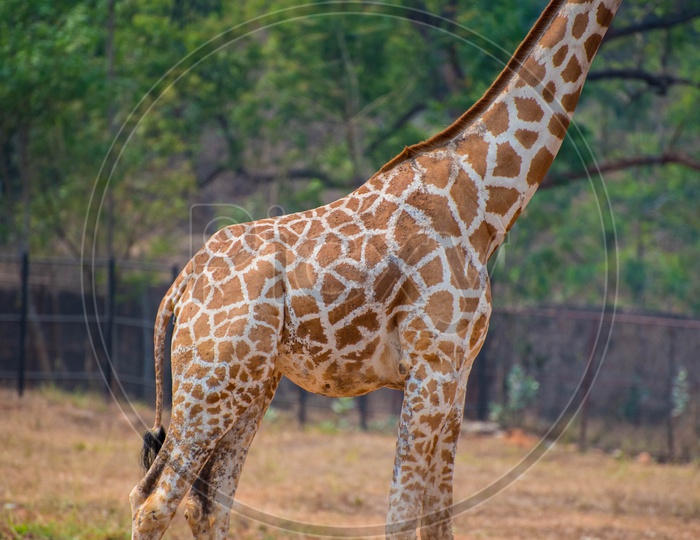 Body pattern of African Giraffe