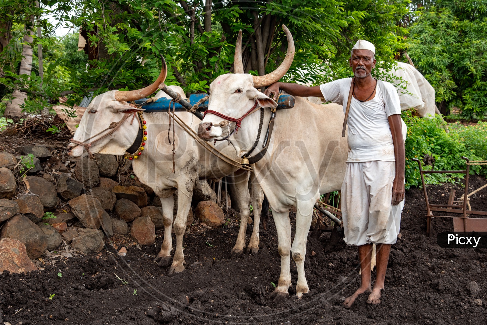 Farmer poses with his Cattle for a photo