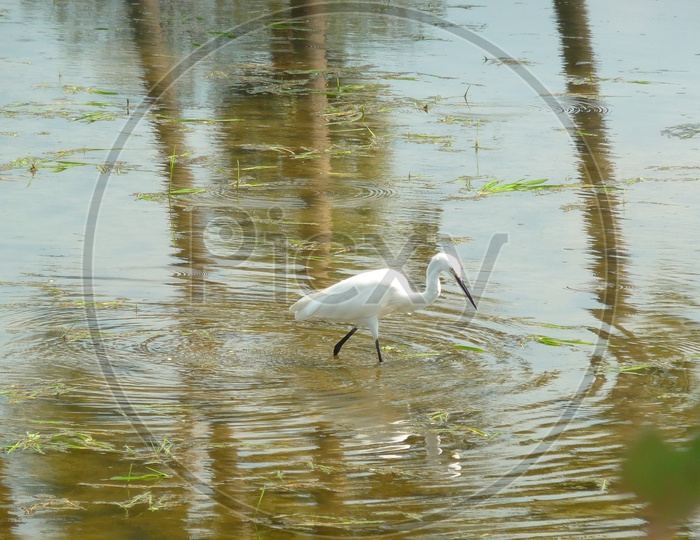 Crane Hunting for Fishes