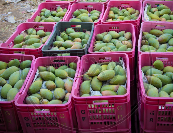 Mangoes in crates for sale
