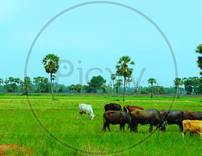 Cows in Agriculture Fields