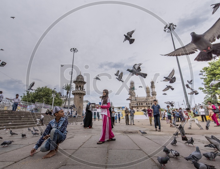 Stock dove birds at Mecca Masjid, Hyderabad