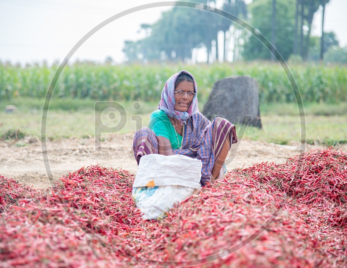 Grading Red Chillies
