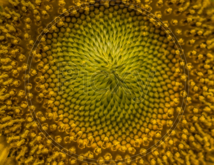close up view of sun flower