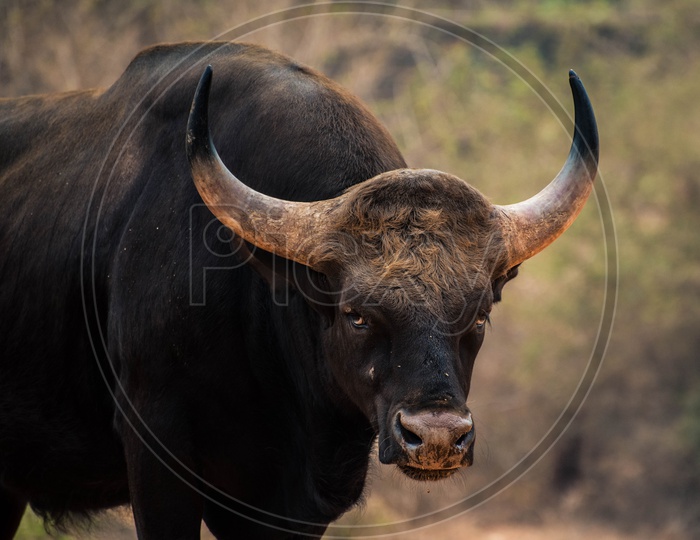 Gaur, Indian bison