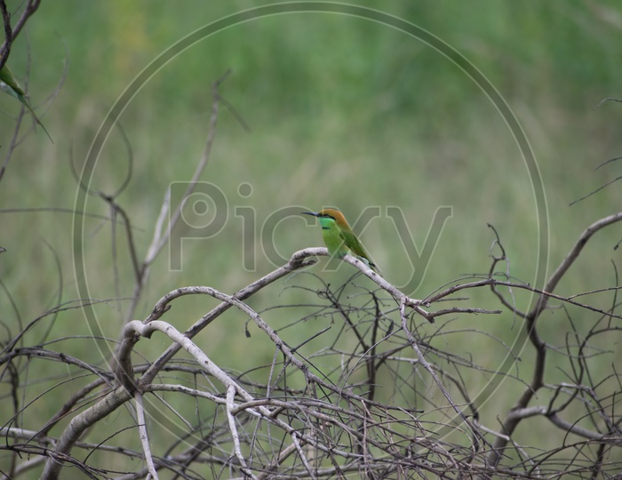 Green Bee-eater (Merops Orientalis)