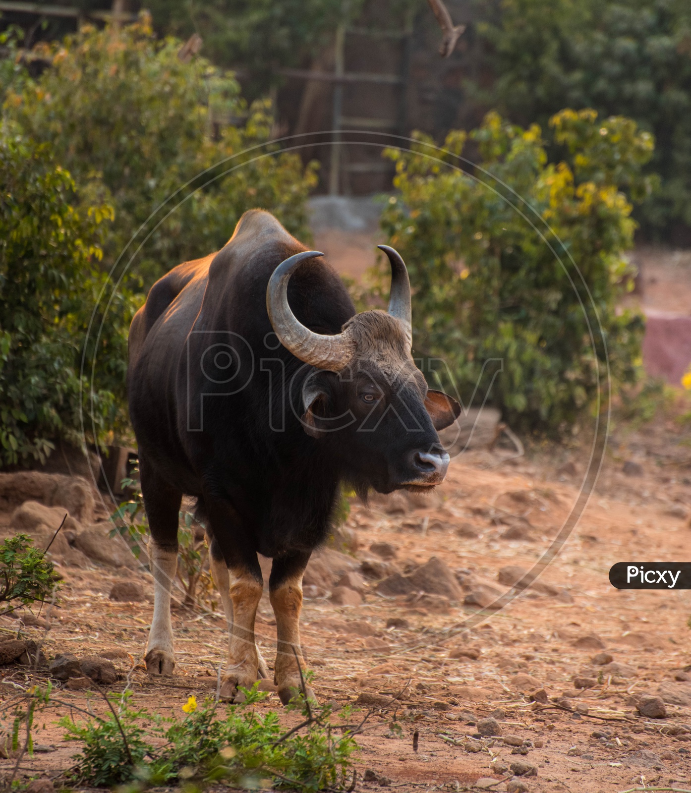 Gaur, Indian Bison