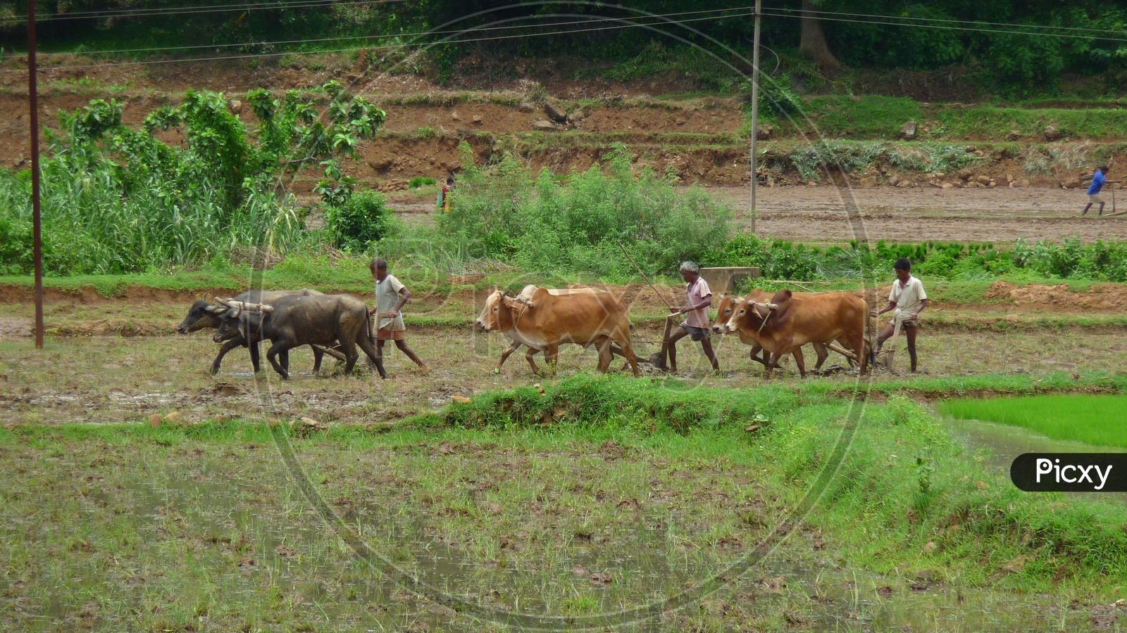 Ploughing with Bullock carts in Agriculture Field