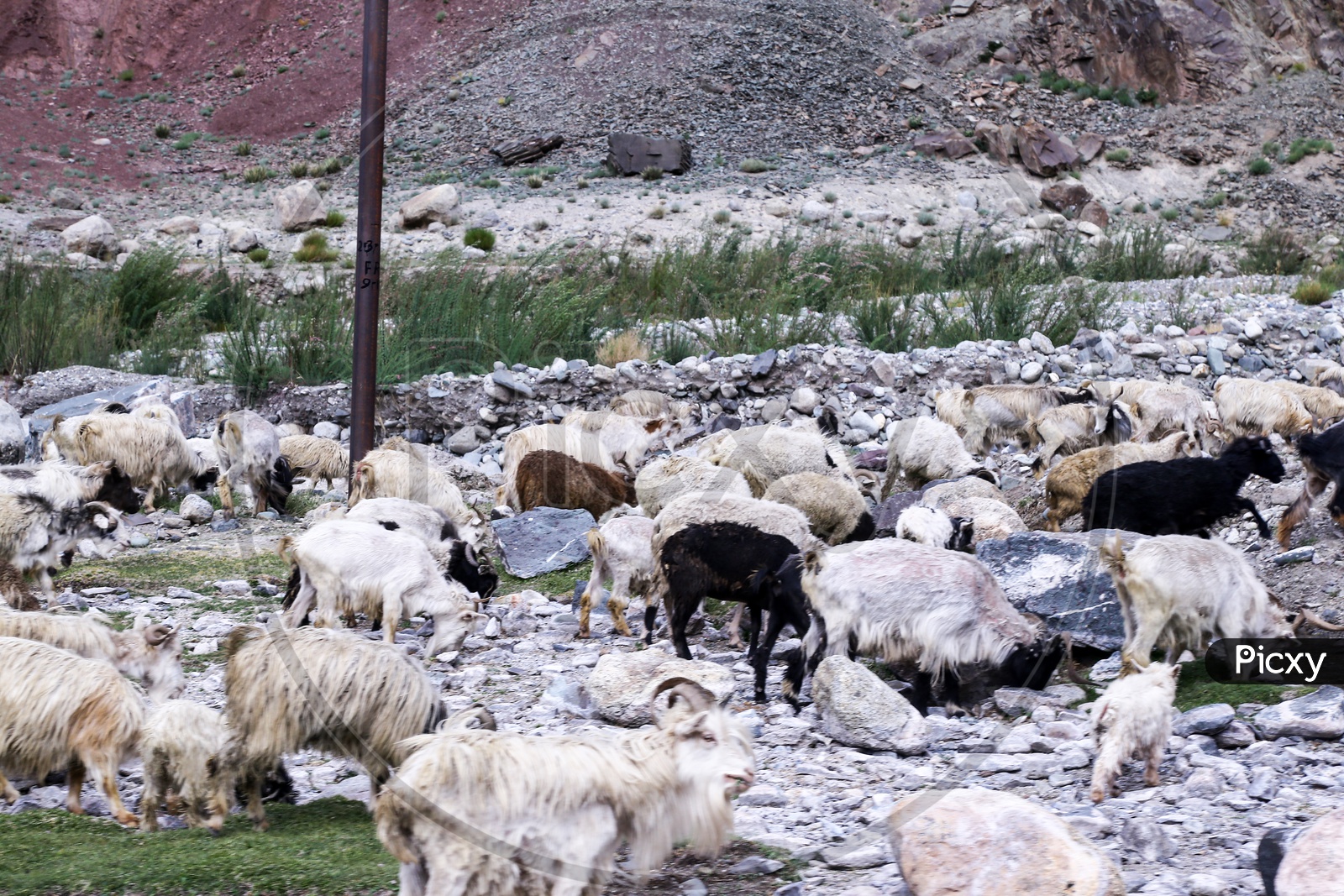 Sheeps, Leh to Manali Highway