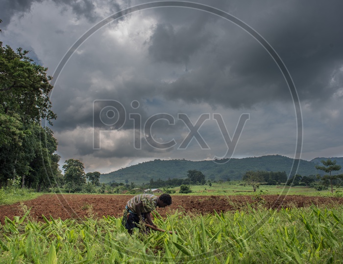 farmers working in turmeric fields on a cloudy day