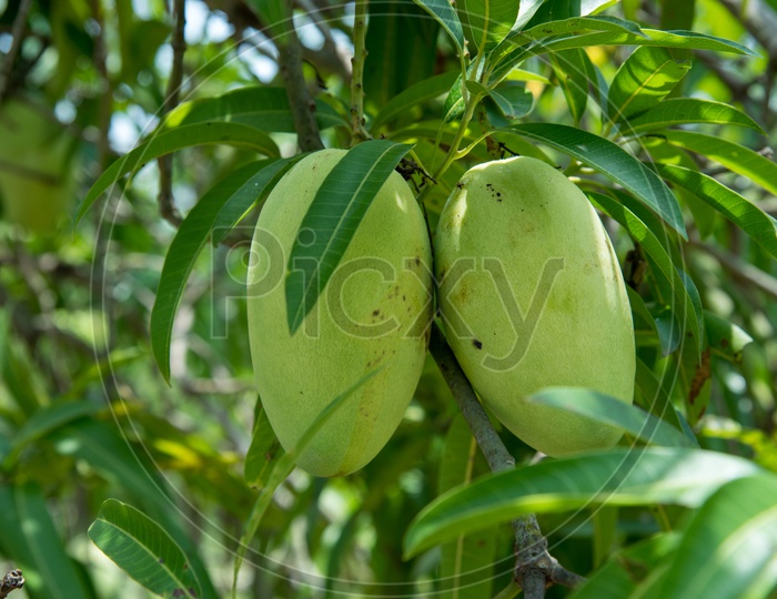 Pedda Rasalu, A variety of mango.