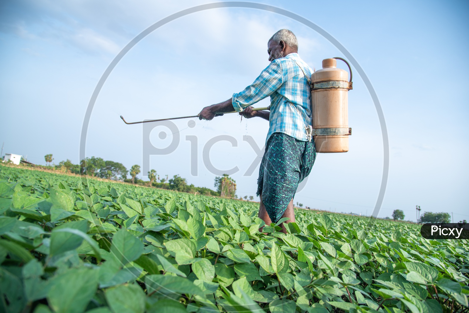Pesticide spraying in a Minumulu/Minapappu/Black Gram crop