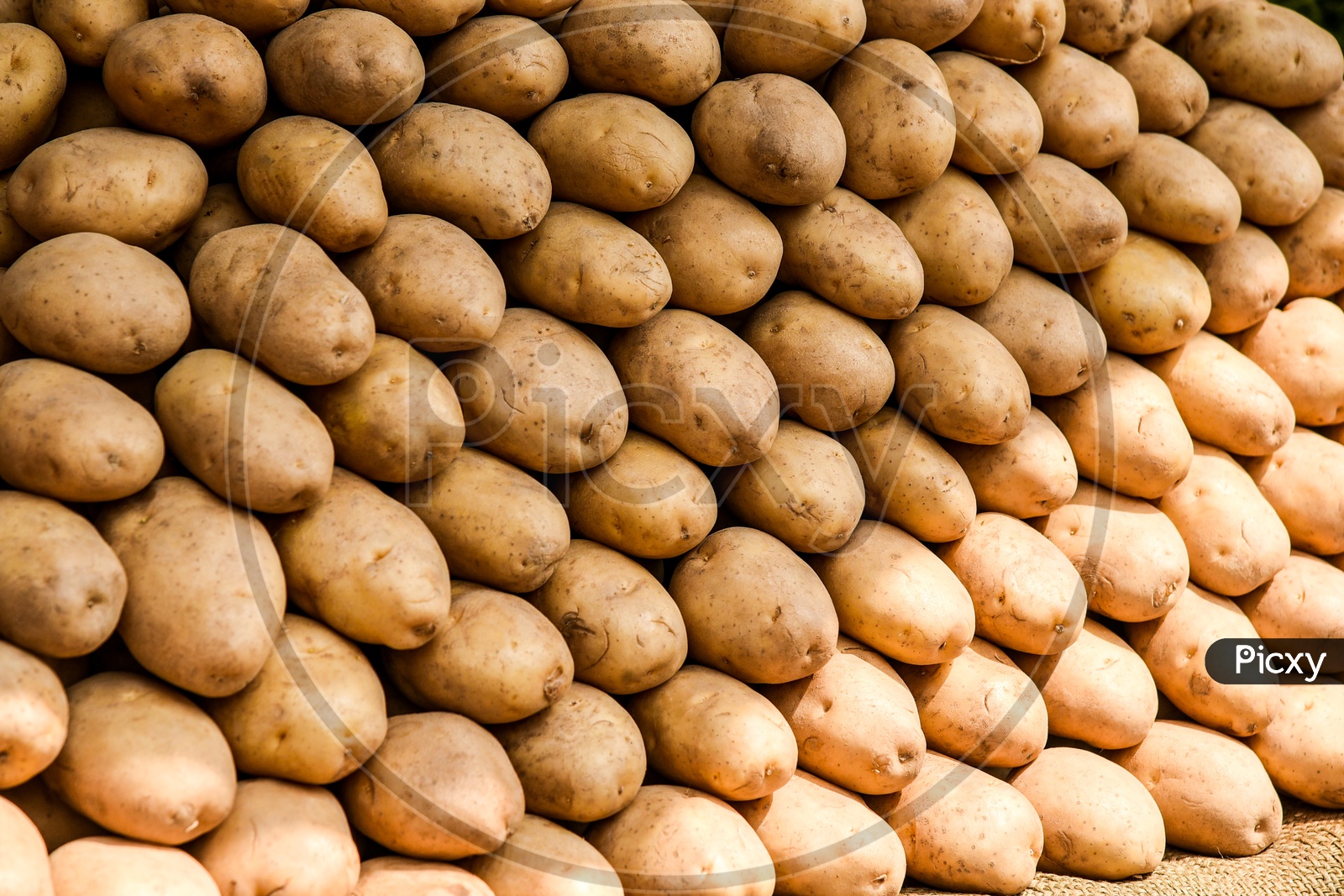 Potatoes displayed for sale.