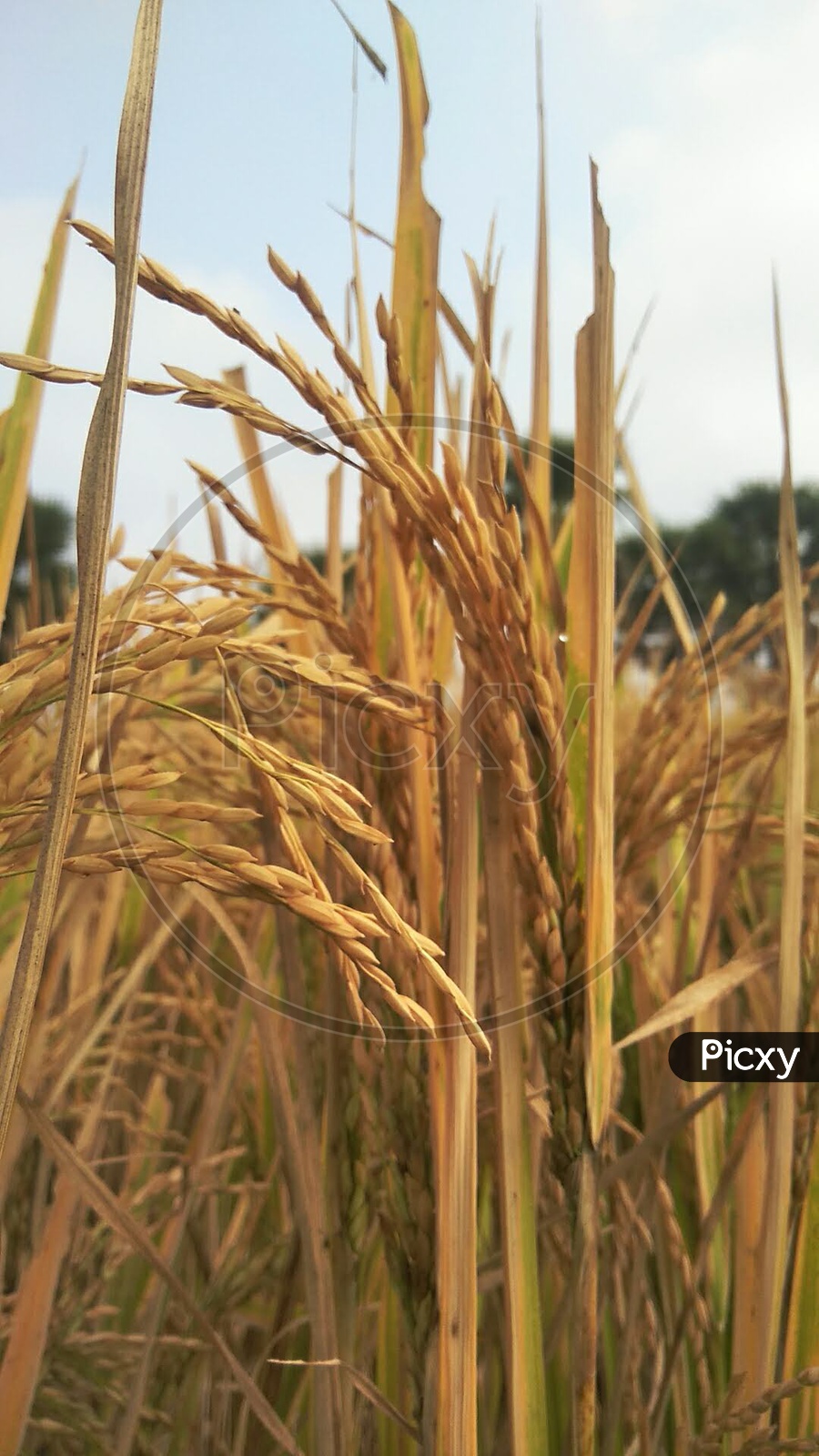 Paddy(rice) crop