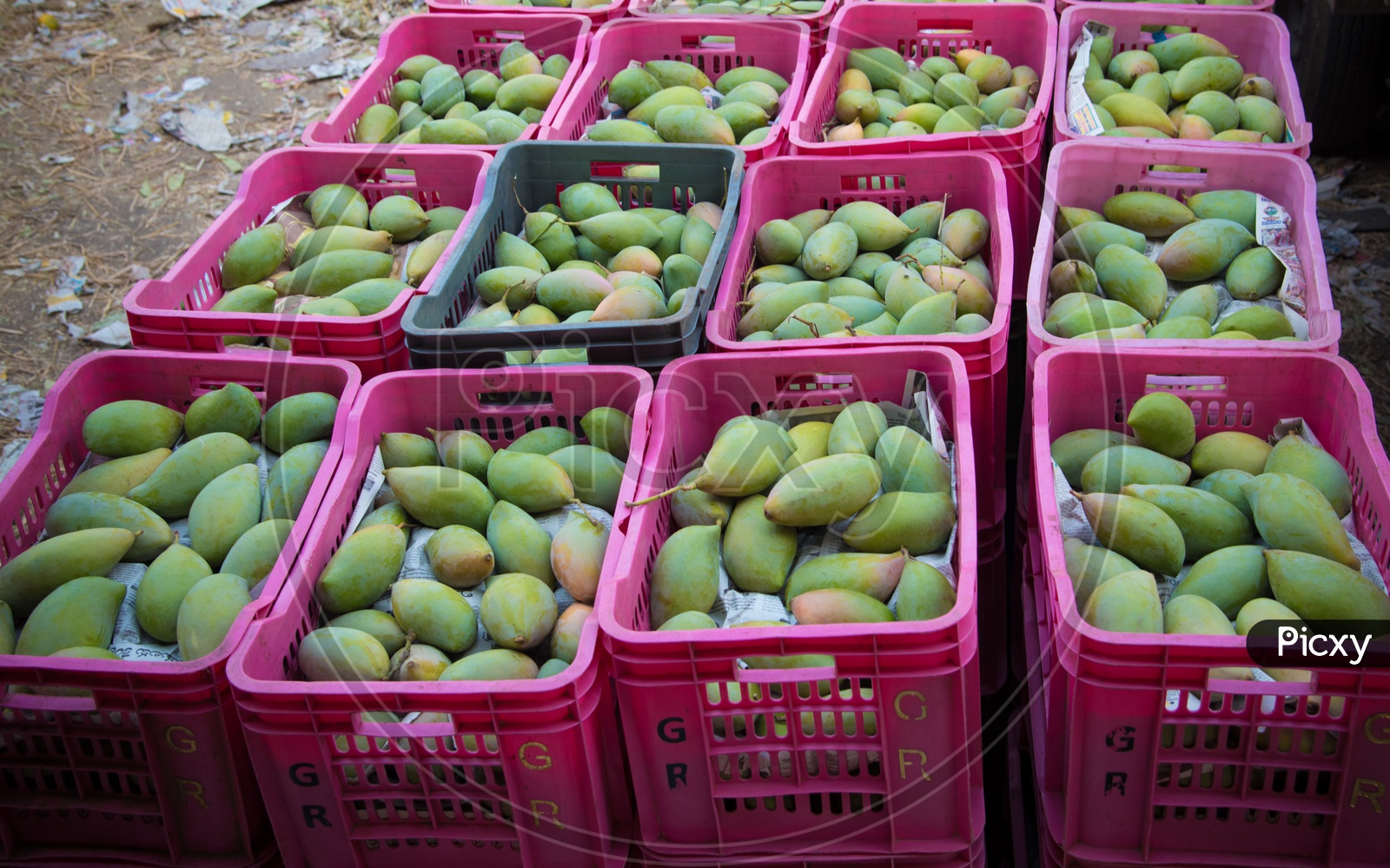 Mangoes in crates for sale
