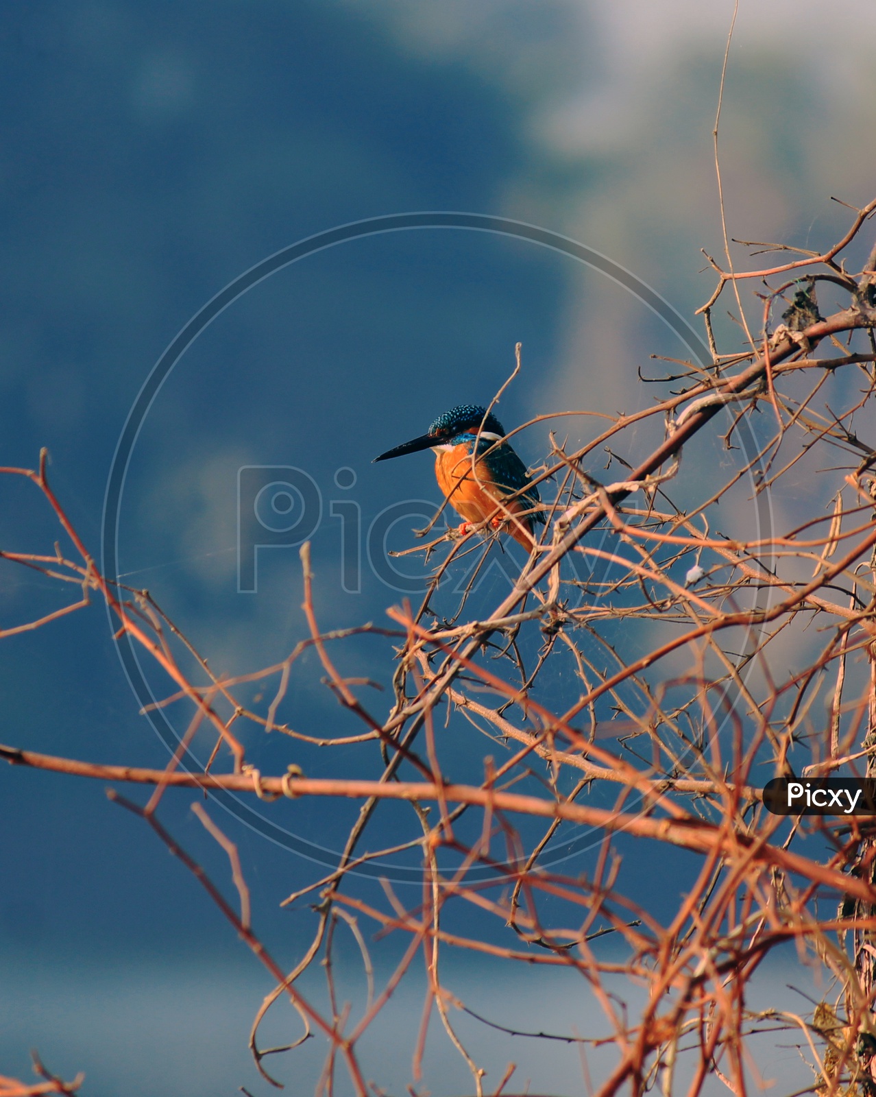 River kingfisher