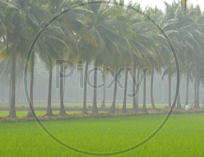 Paddy Fields in Narsapur