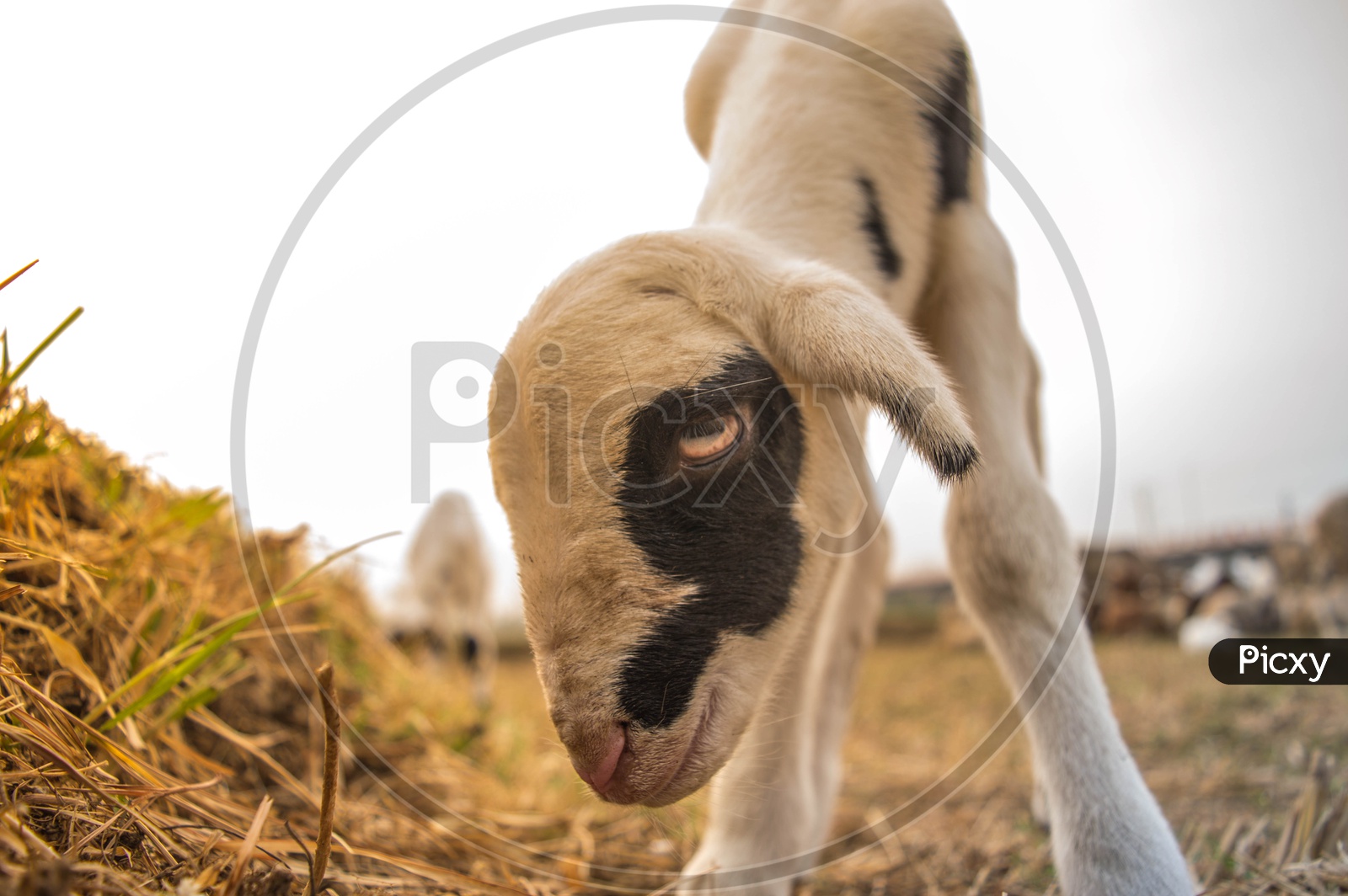 Goat calf