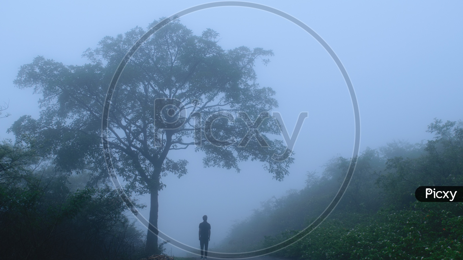 Man standing under a tree in foggy weaher