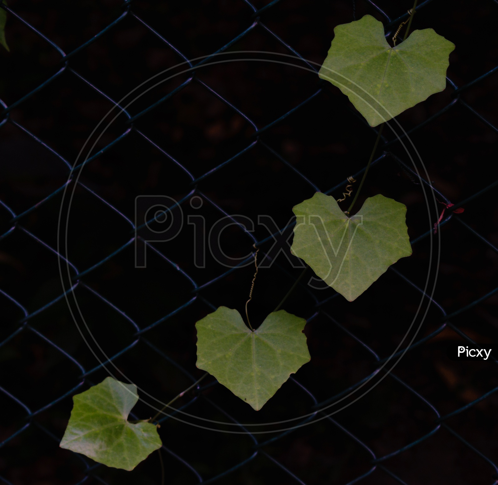 heart shaped leaves forming a graph
