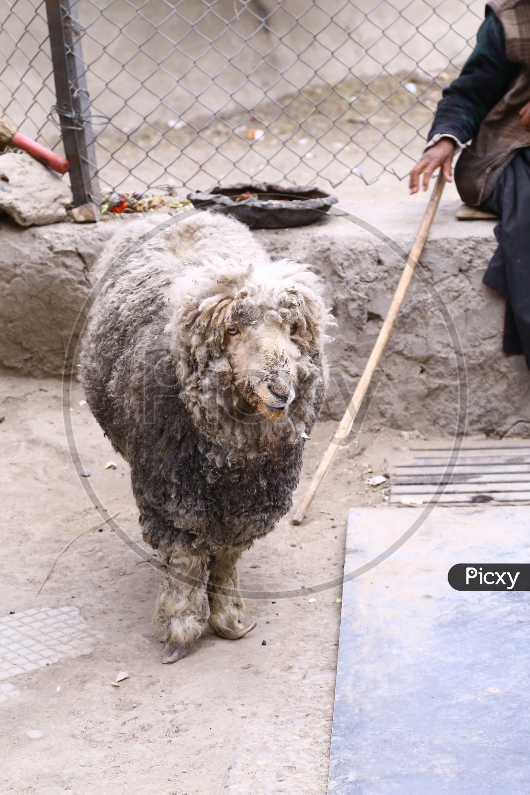 Sheep of Ladakh