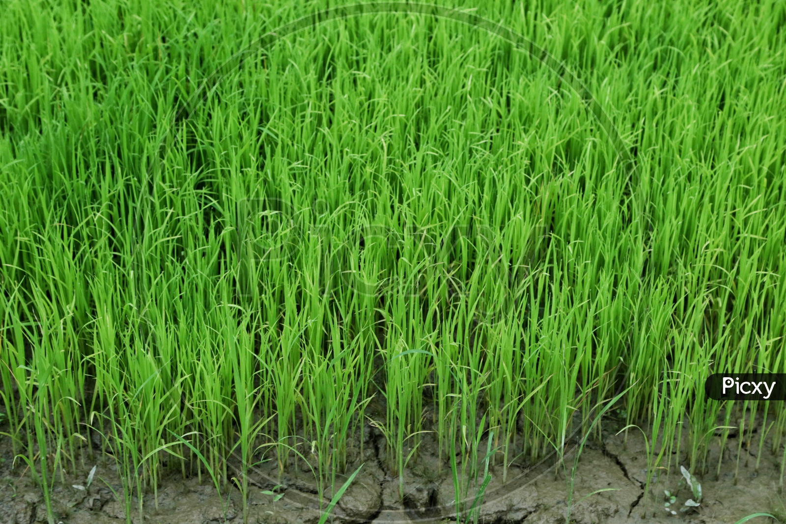 Rice cultivation.