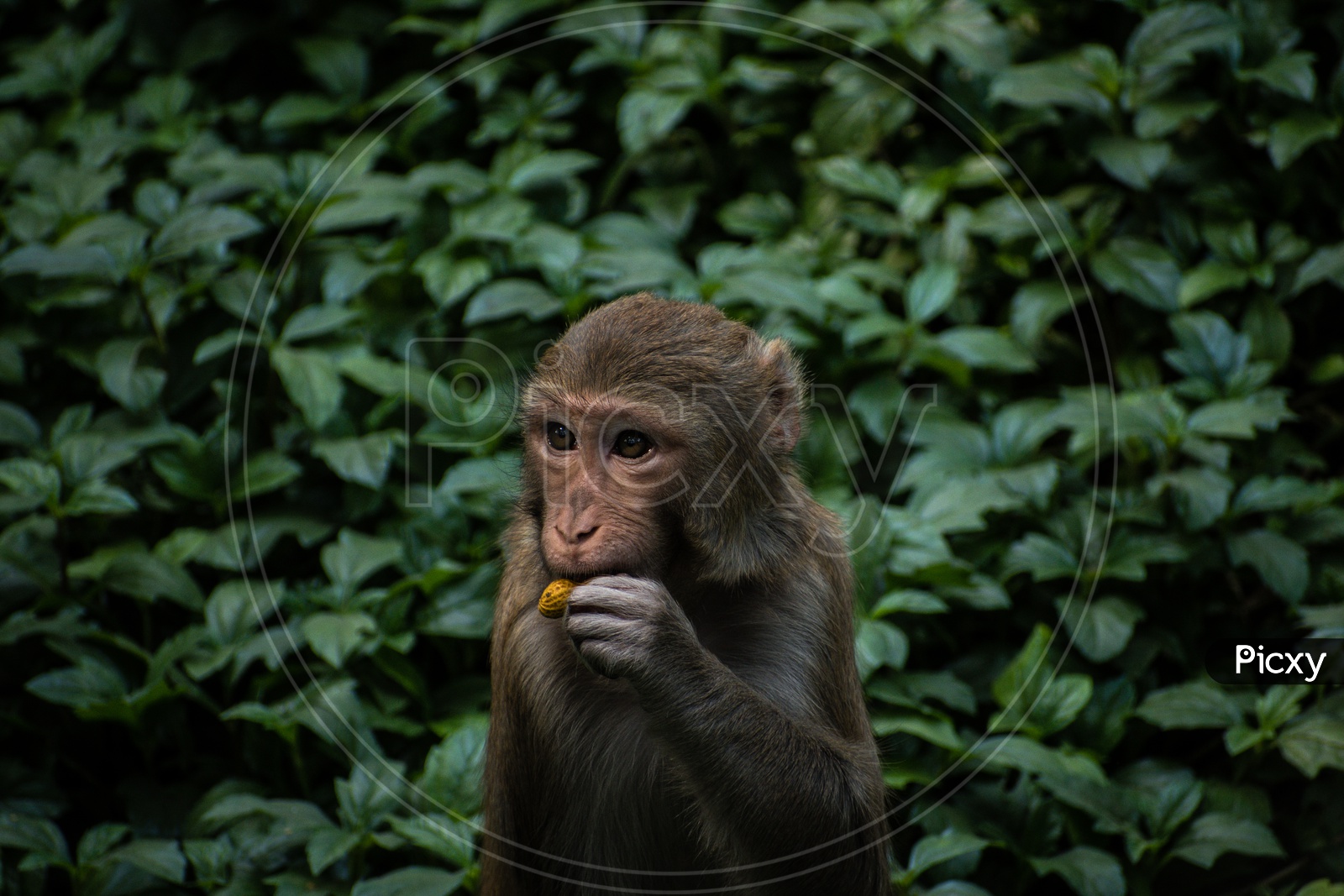 Minimal image of a monkey eating a peanut behind a very green background