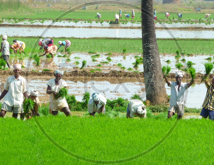 Happy Farmers working in Lush Green Paddy Field