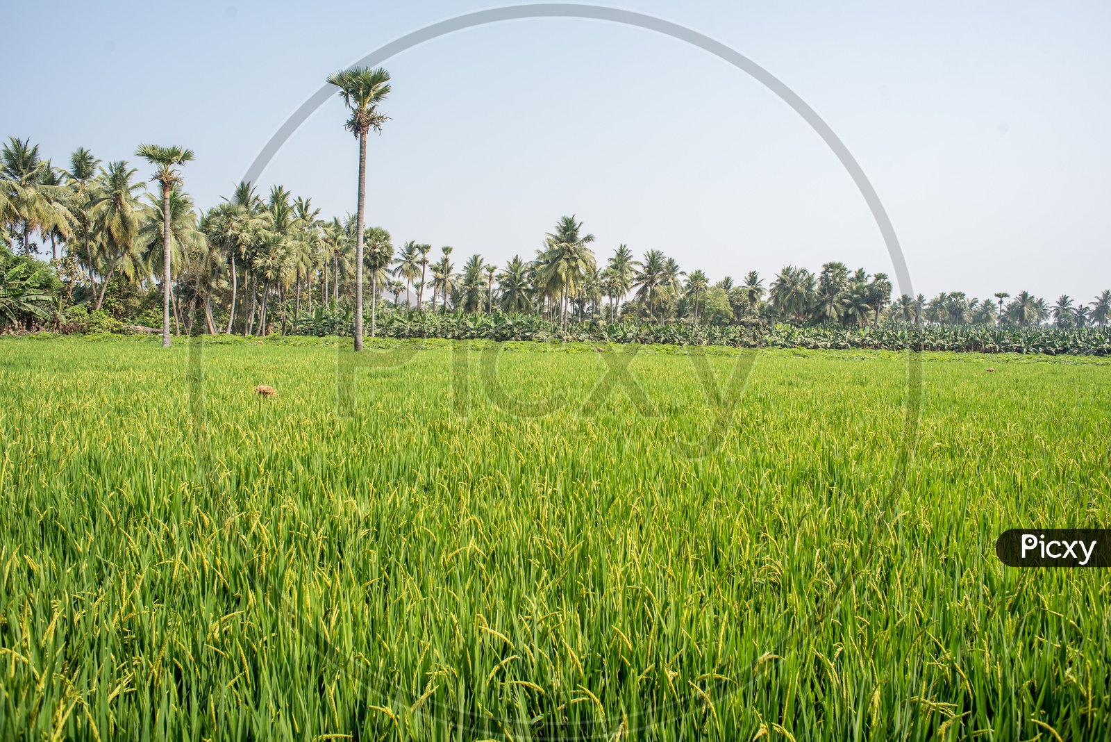 paddy fields in atreyapuram