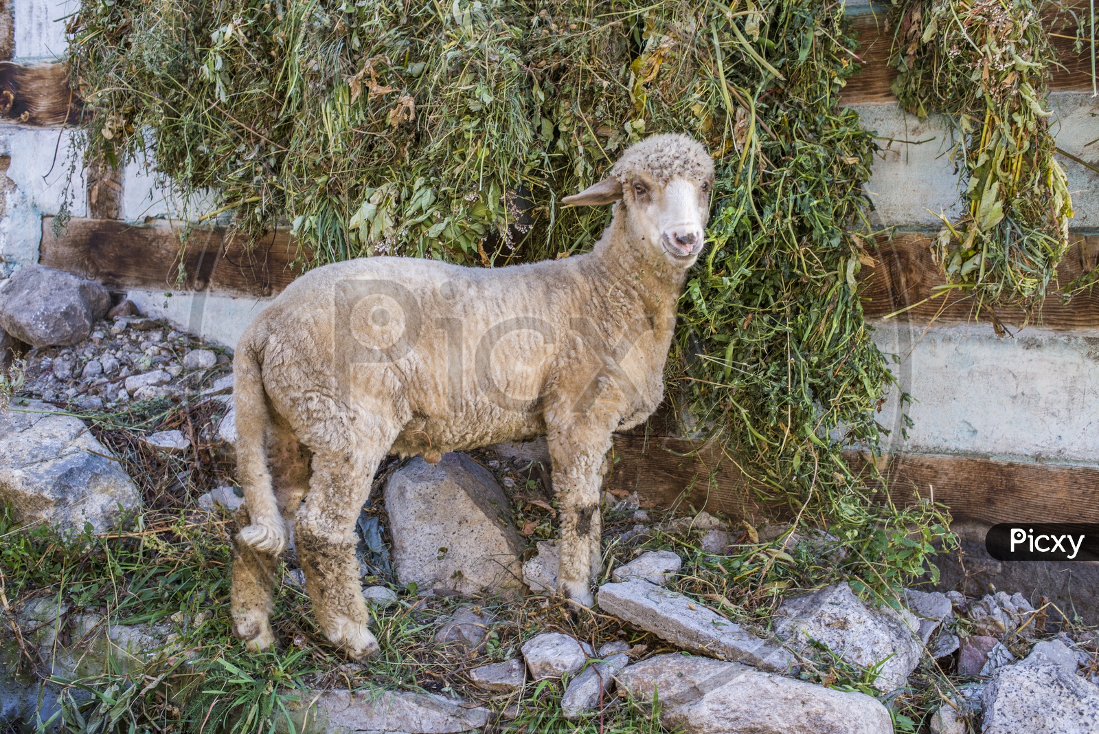 Sheep at Chitkul Village