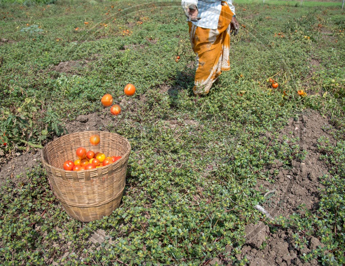 Collecting plucked tomatoes into a basket.