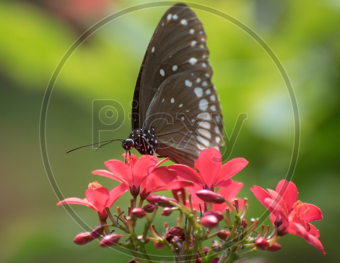 Butterfly in Butterfly world, Indira gandhi zoo