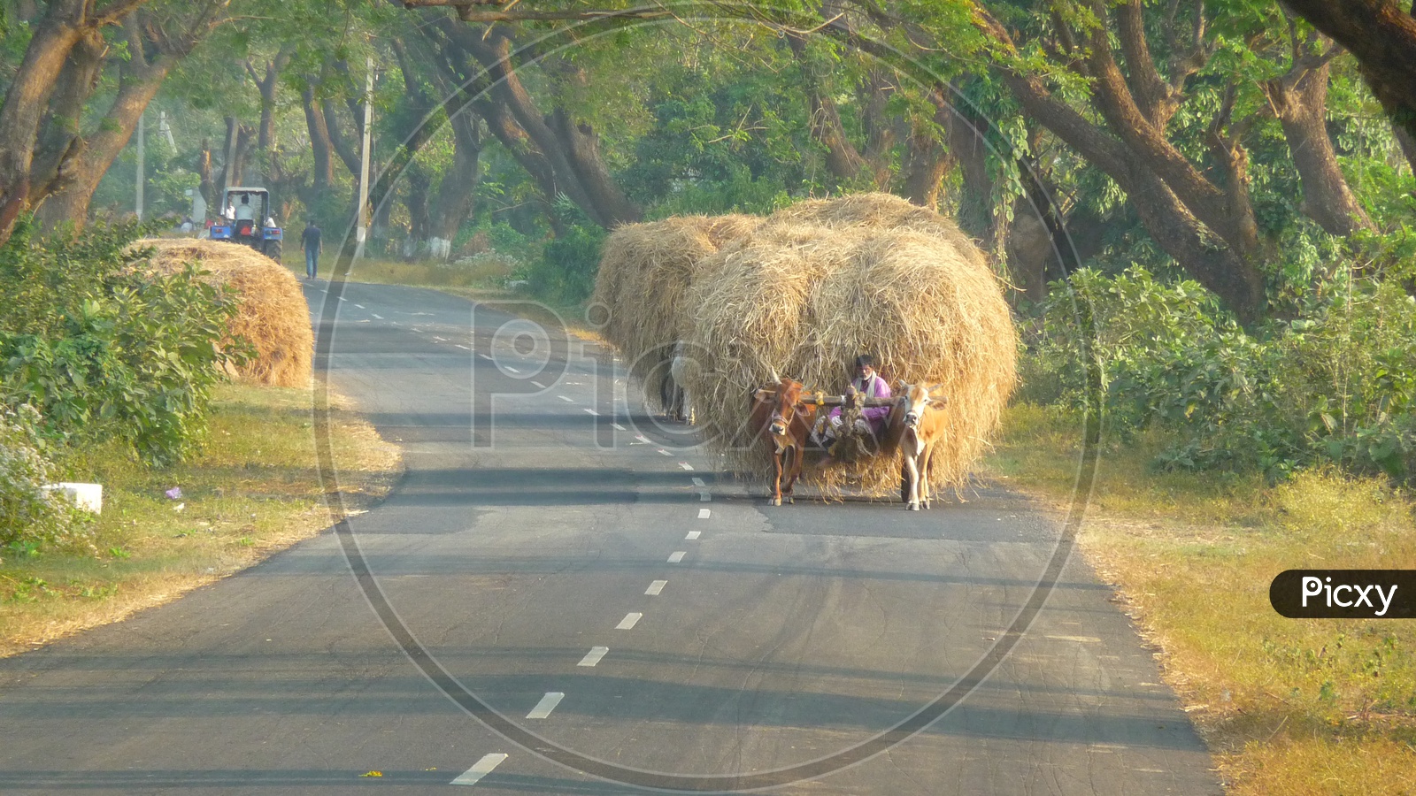Bullock cart with Grass load