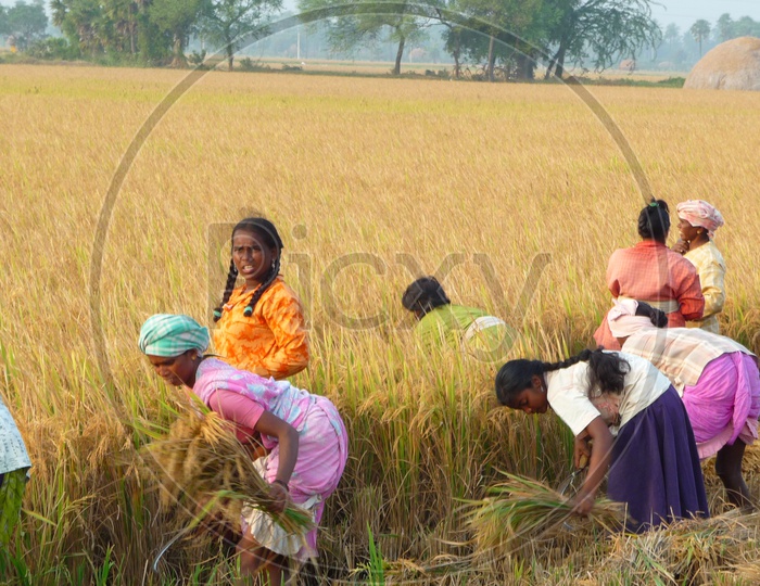 Female Farmers in Agriculture Fields