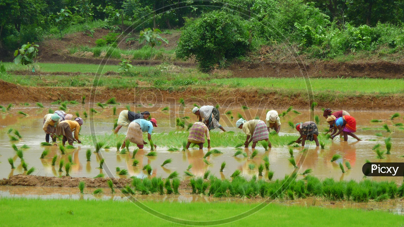 Female Farmer Planting  Paddy Saplings.