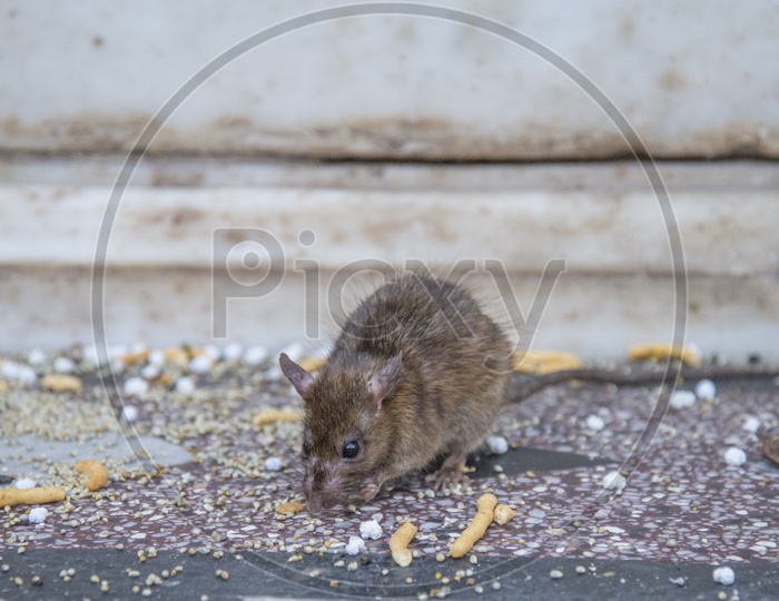 Rats in Karni Mata Temple, Deshnoke, Bikaner